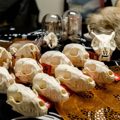 Mel Chop's Oddity Shoppe Vendor Okanagan Tattoo Show 2026